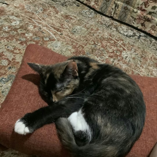 Daisy wattle DSH lost 29 Jun
